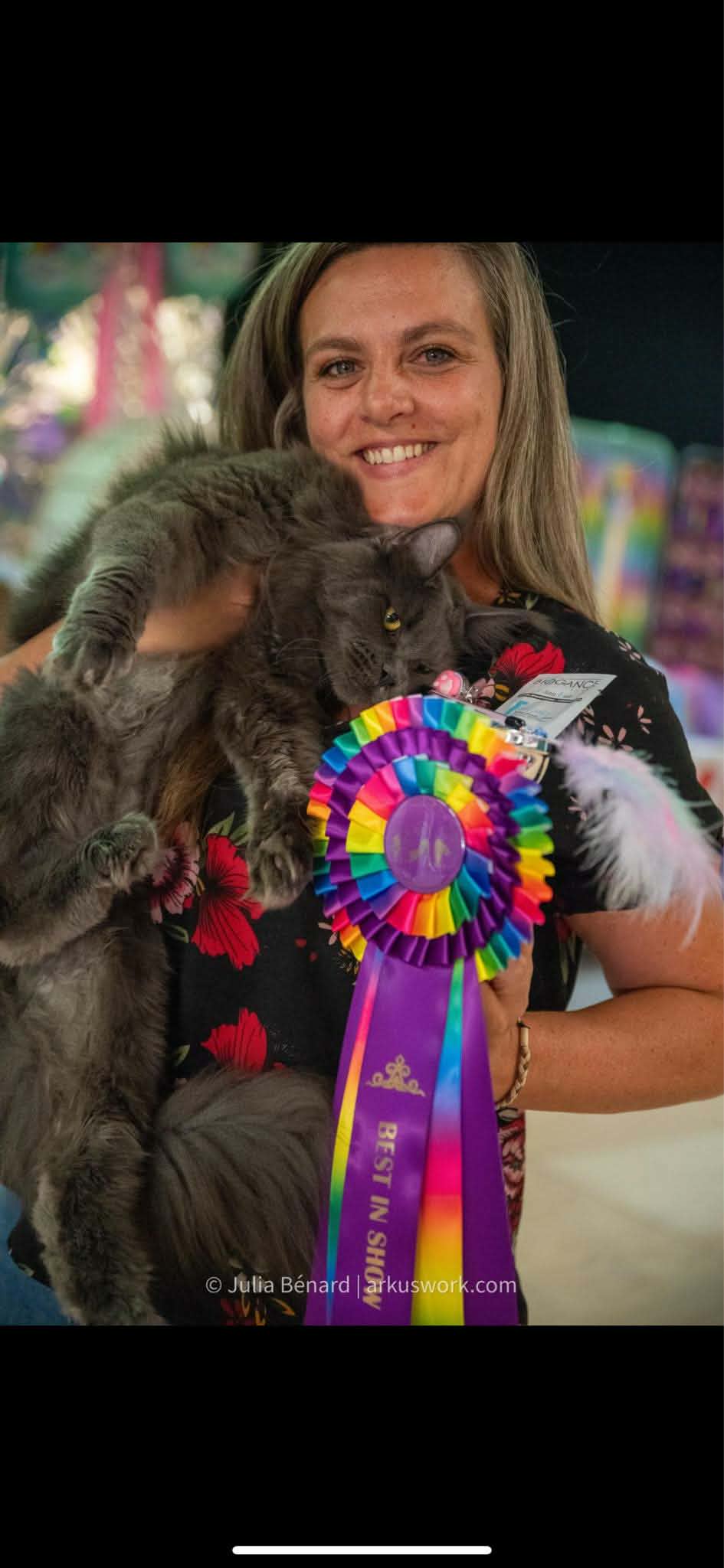 Tha&iuml;s femelle maine coon bleu solide best in show