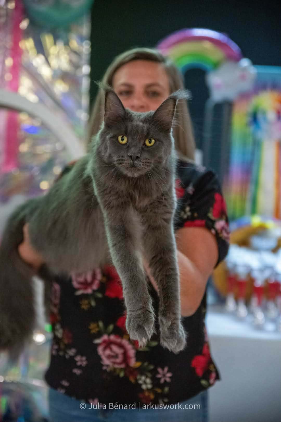 Femelle reproductrice bleu solide