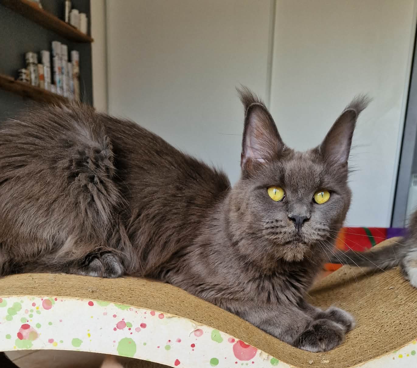 Femelle bleu solide reproductrice de la chatterie de l'&icirc;le verte