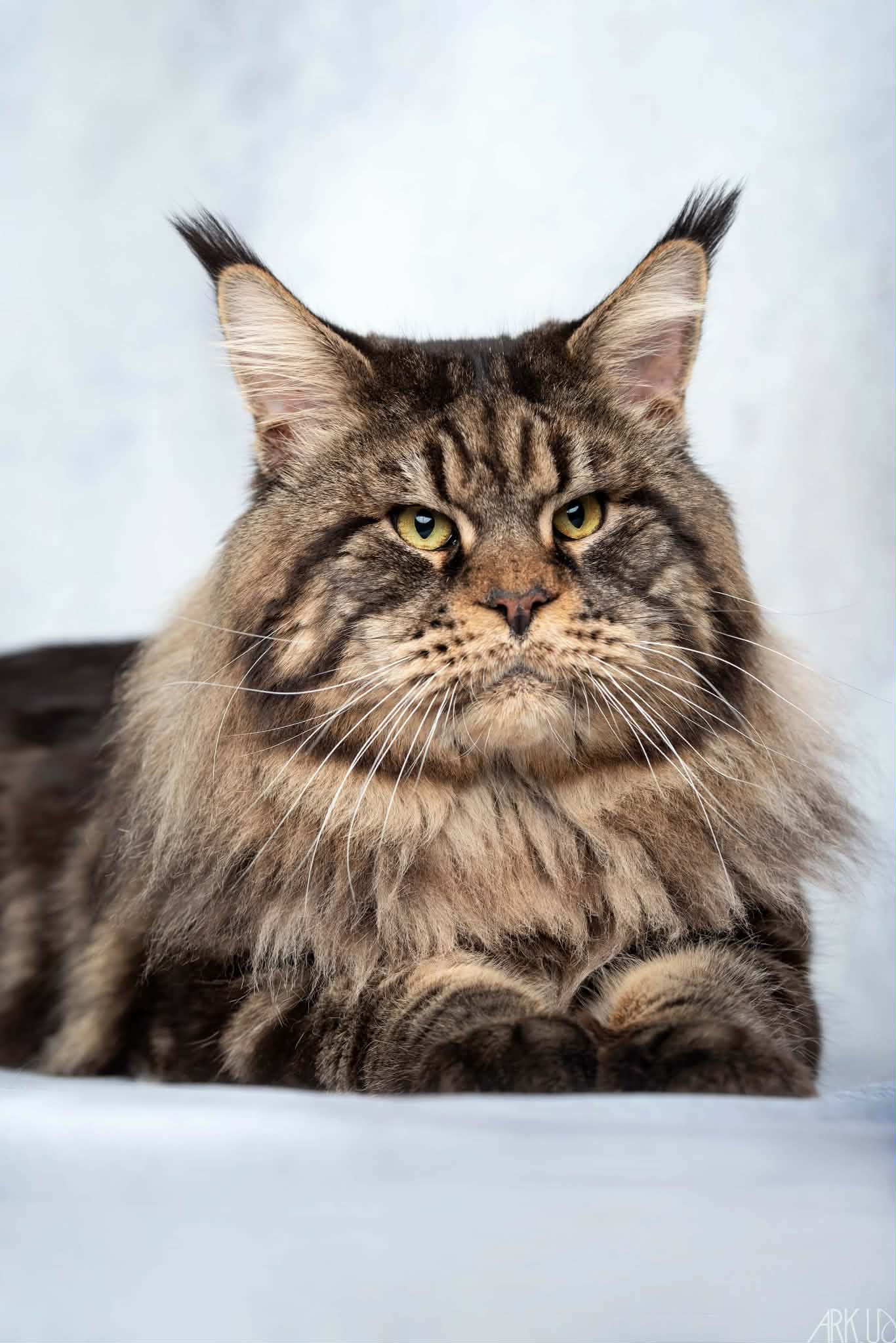 M&acirc;le brown blotched tabby &agrave; la chatterie de l'&icirc;le verte