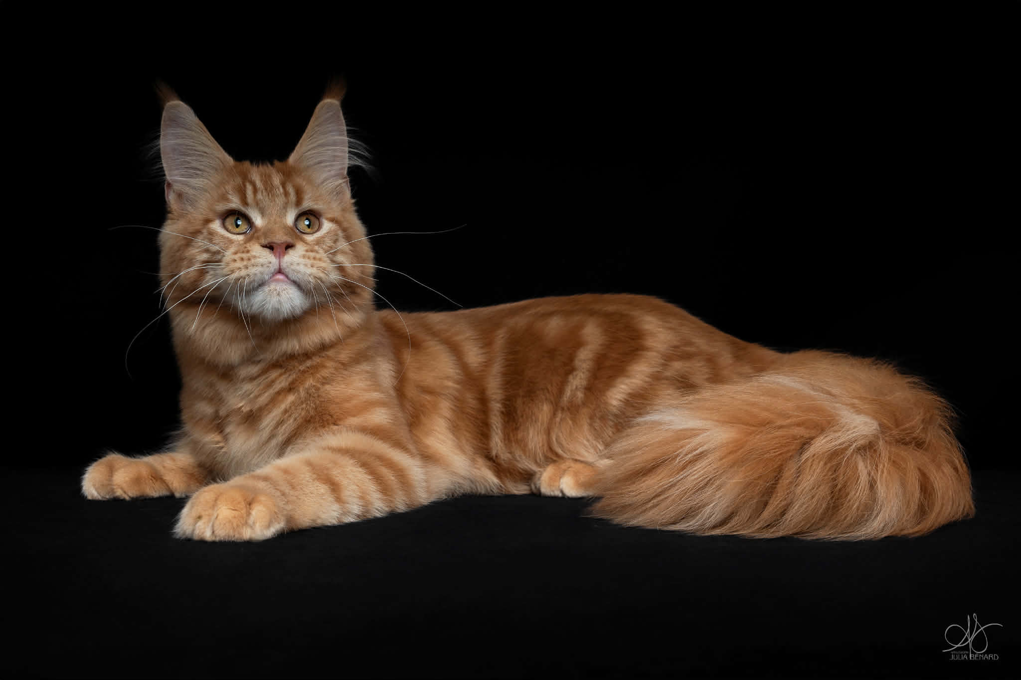 M&acirc;le maine coon red blotched tabby - Chatterie de l'&icirc;le verte