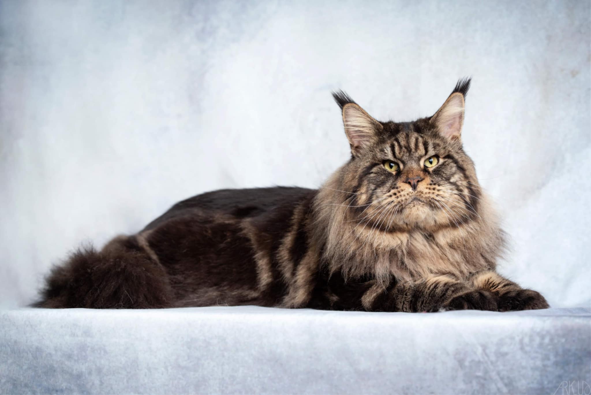 M&acirc;le maine coon brown blotched tabby