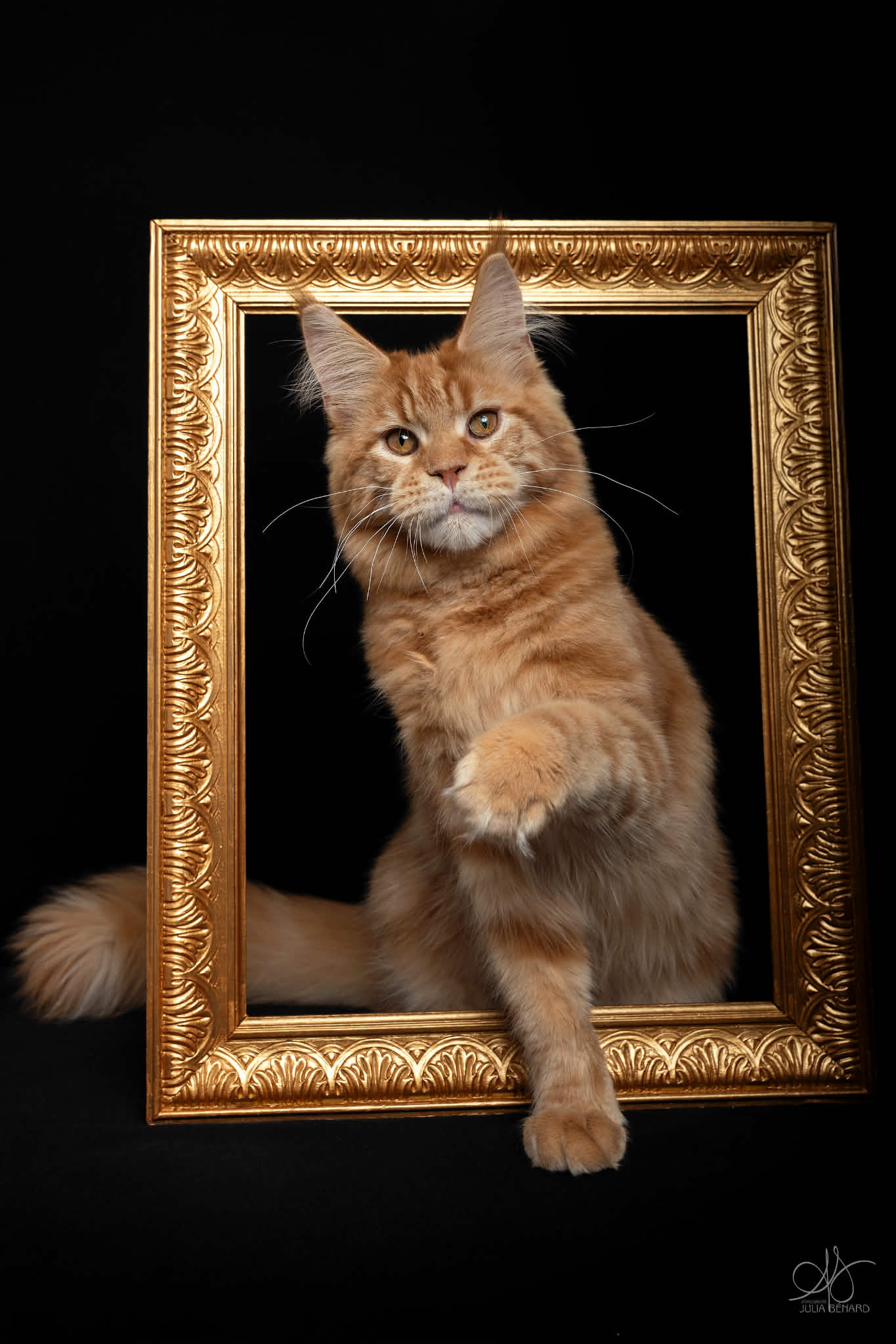 Maine coon red blotched tabby m&acirc;le - chatterie de l'&icirc;le verte